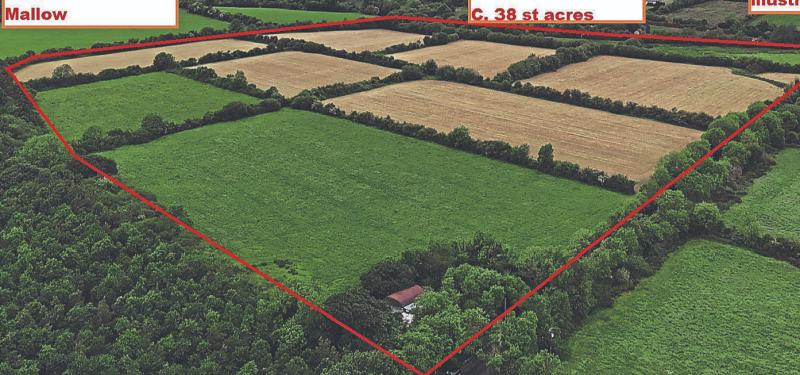 Disappointed underbidders at auction still in the market for land - Limerick auctioneer