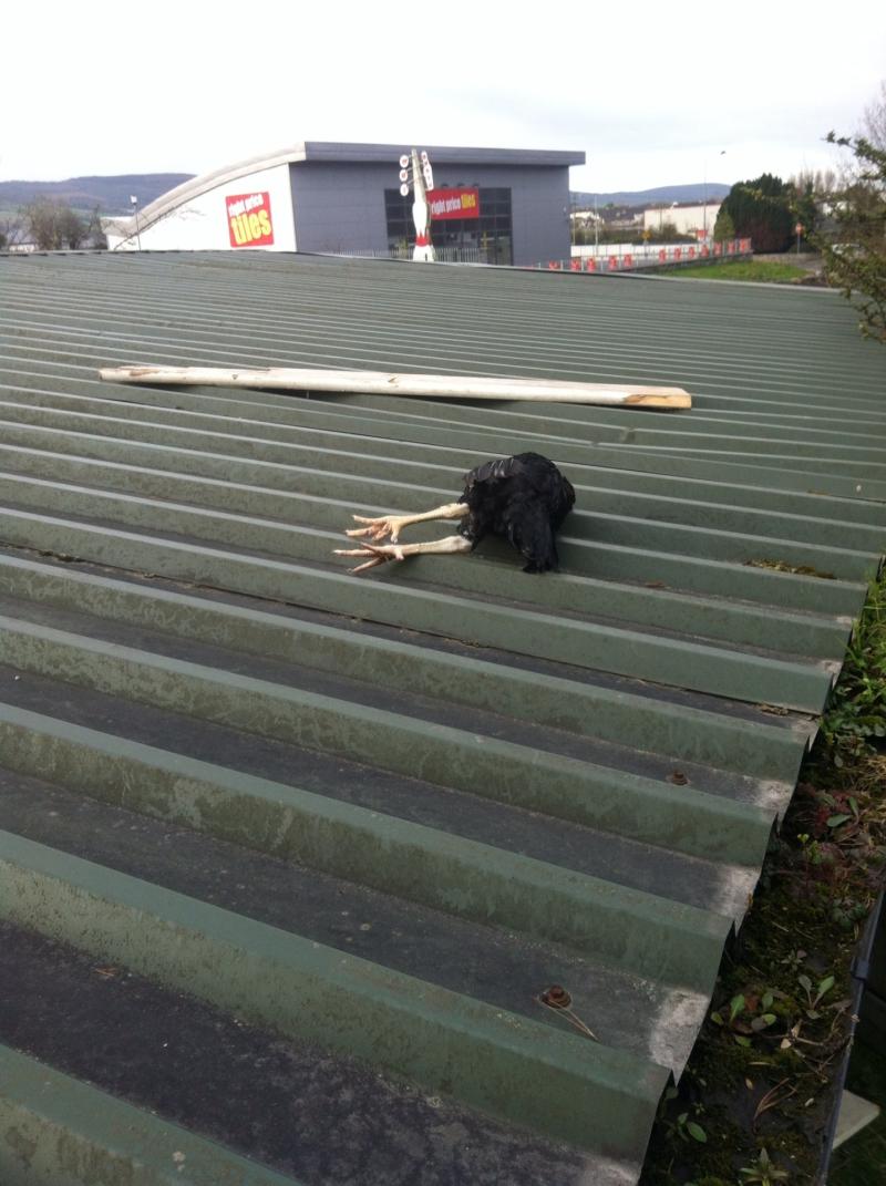 Numbers of animals killed on Limerick's  roads is revealed after question