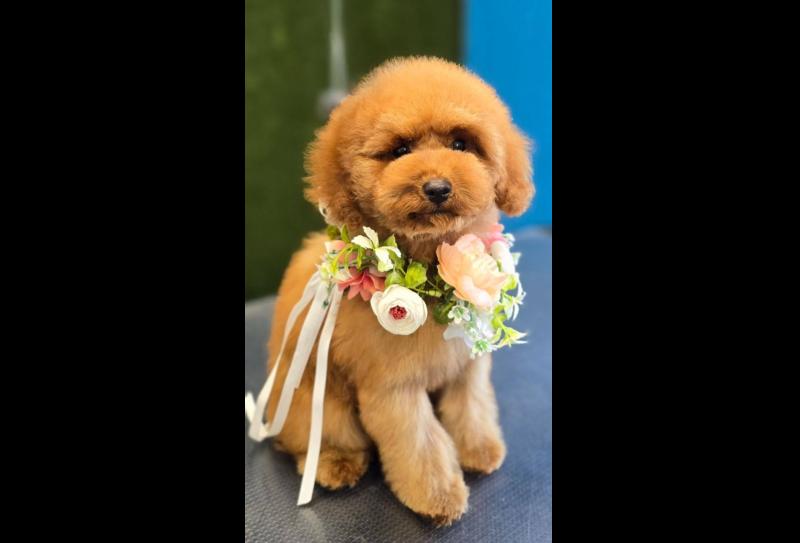 Voting open for Nose of Tralee com-pet-ition, with Limerick dog in the finals