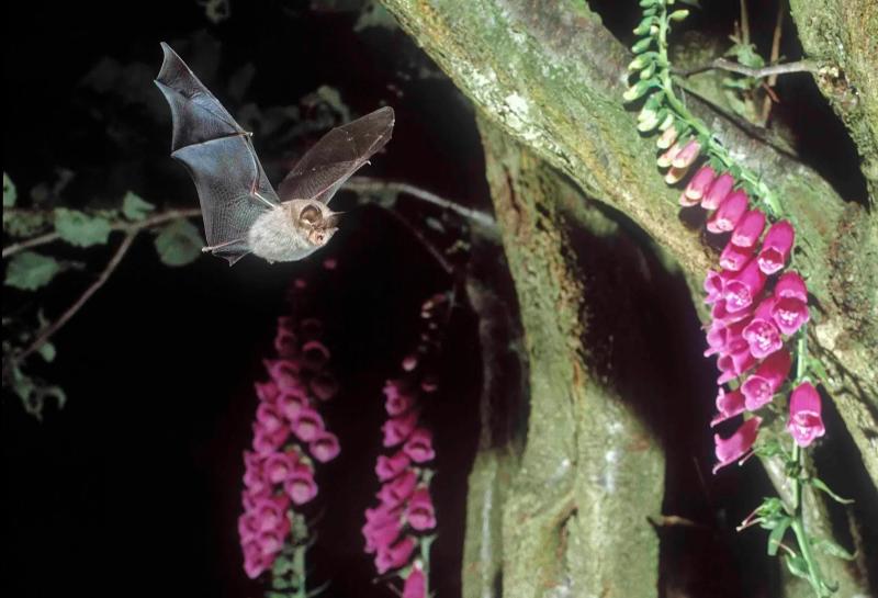 Limerick bat walk shines light on Lesser Horseshoe conservation