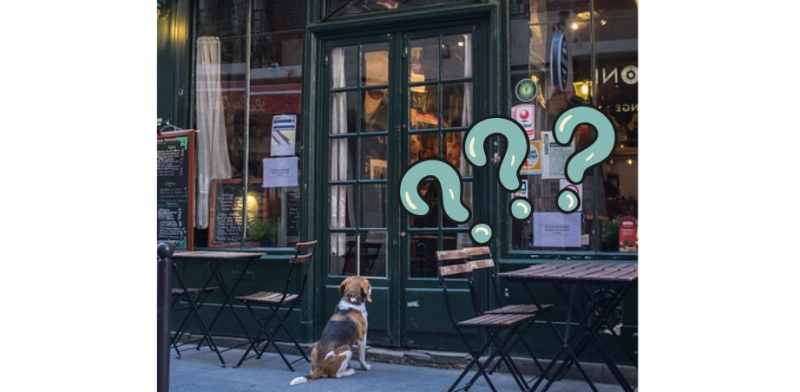 Irish presenter says she hates dog-friendly cafes- 'it's disgusting, it’s revolting'