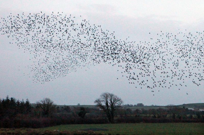Starling attack in Limerick leaves council scratching around for answers