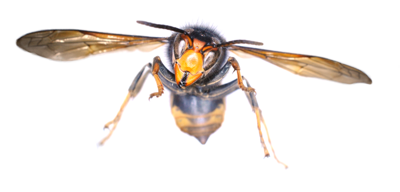 Ireland’s battle with invasive species intensifies as ‘Asian Hornet’ adds a new layer of concern