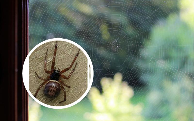 ALERT: Risk of deadly false widow spiders inside Irish homes amid bite warning