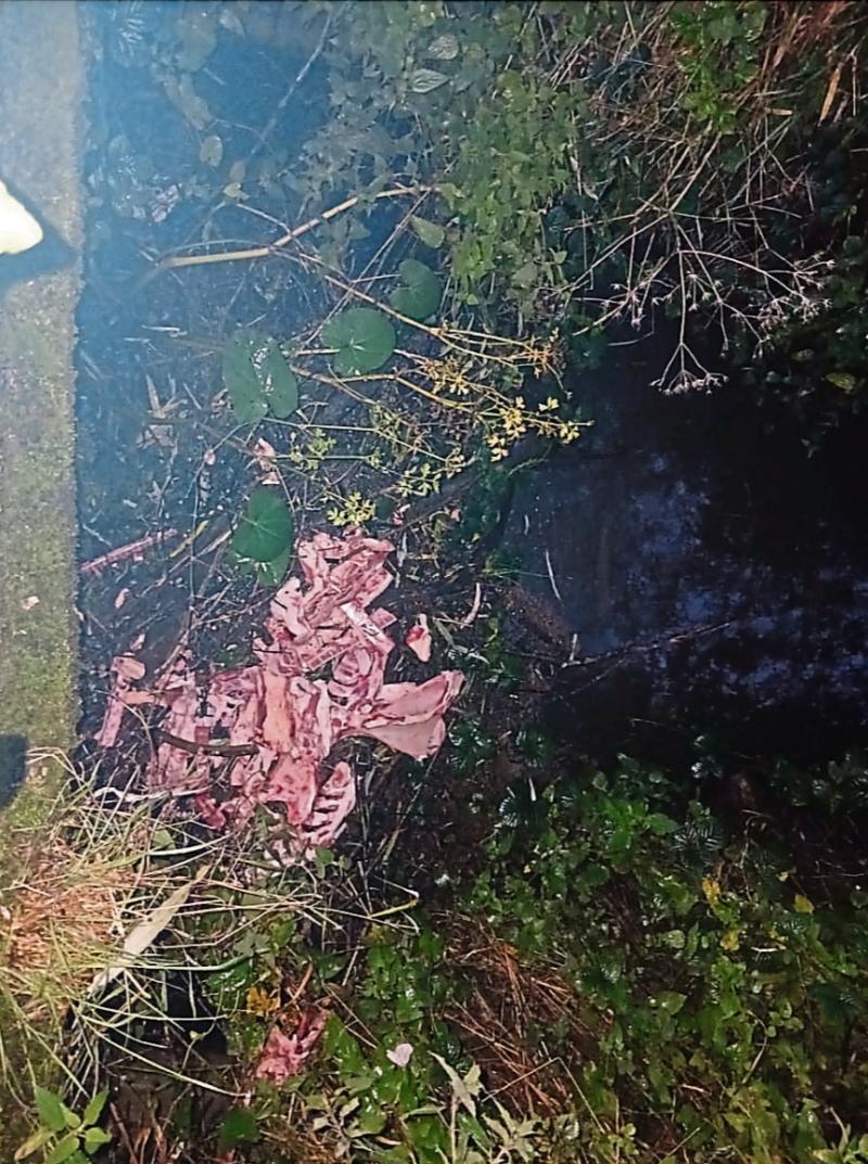 Gruesome discovery: Mystery over 'butchered animal' carcass by river in Limerick