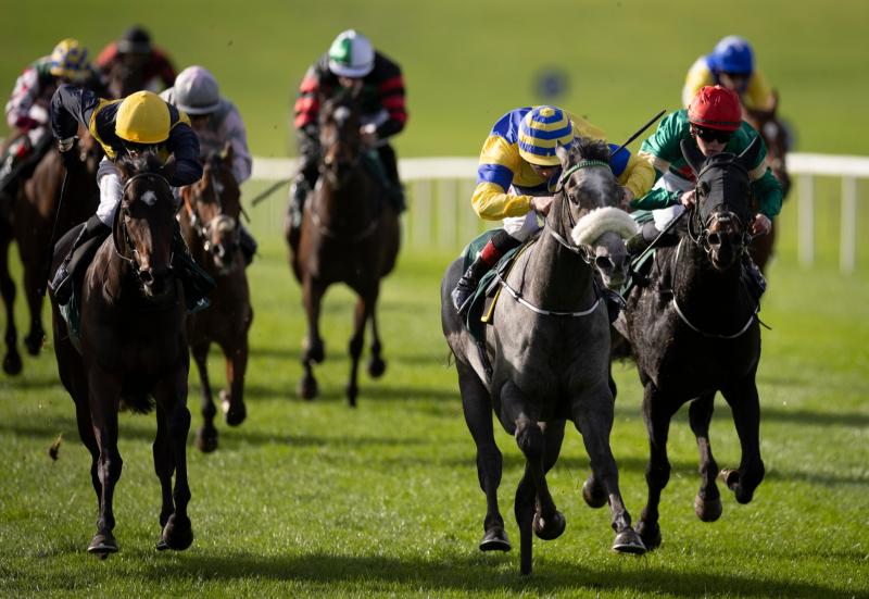 Bumper spell of success on the track for Limerick racing connections