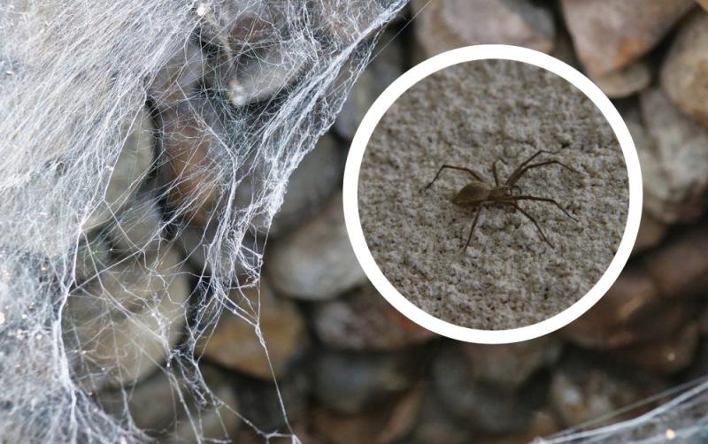 'Unwanted invaders' - Spate of spider infestations in Irish homes prompts warning