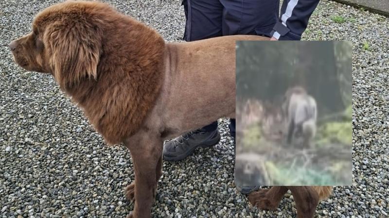 'Mystery solved' - Gardaí give update on reports of 'lion' spotted in Irish countryside