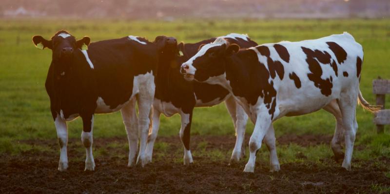 Limerick farmers urged to be vigilant after bluetongue detection