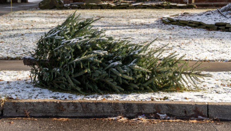 Free Christmas tree recycling  across Limerick throughout January