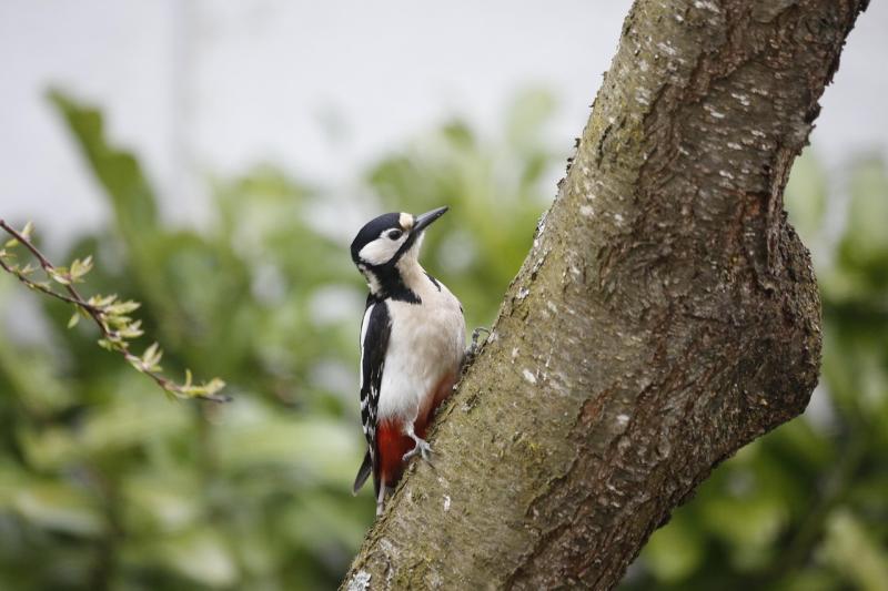 Major ESB upgrade planned for Clare village after woodpeckers cause several power outages