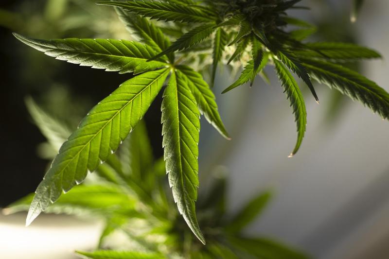Limerick man suffering from PTSD fined for growing cannabis plants in attic of his home