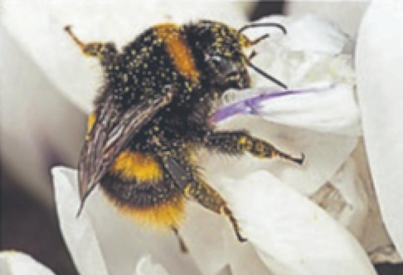 Spring stirs in the frost: A morning of wild encounters in Limerick's People's Park 