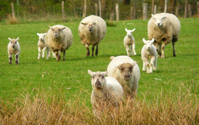 'Worst thing I could ever imagine': Farmer reveals 13 lambs' necks 'deliberately broken'