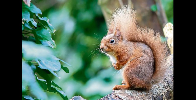Green Limerick: Surveying woodland mammals
