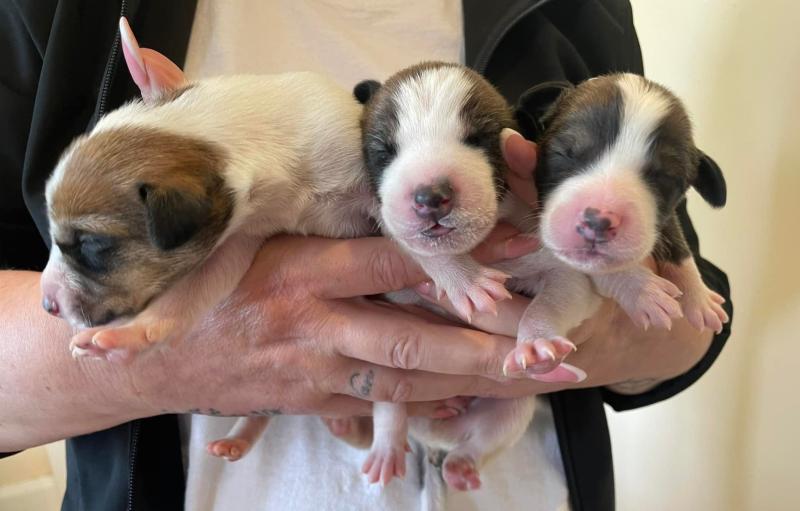 Newborn puppies abandoned on Limerick road 'doing well'
