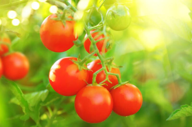 Growing Limerick social farm to host open day