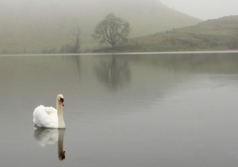 In splendid isolation: This photo of a swan at Lough Gur was voted to be the cover image for the local community's 2015 calendar