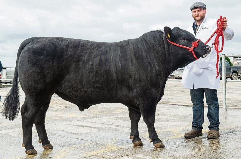 &lsquo;Usain Bolt&rsquo; finishes second at the mart in Limerick 