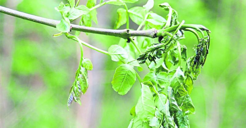 Then & Now: A real treat to the clash of the ash in Limerick  