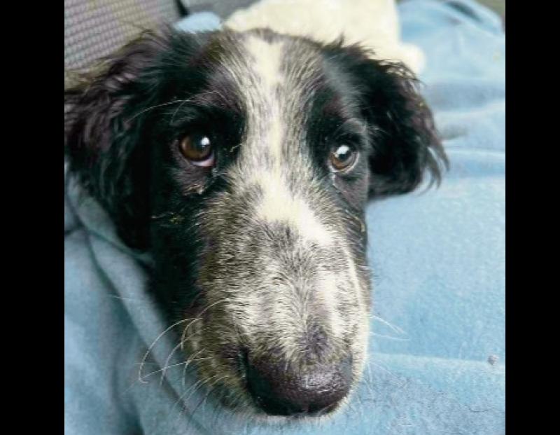 Two dogs dead after parvovirus outbreak in west Limerick