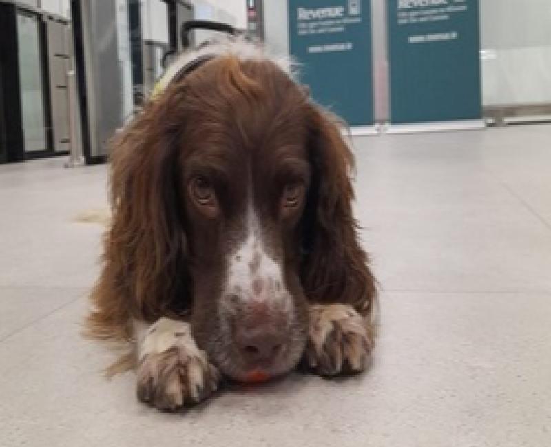 Detective dog Harley sniffs out illegal drugs at Shannon Airport 