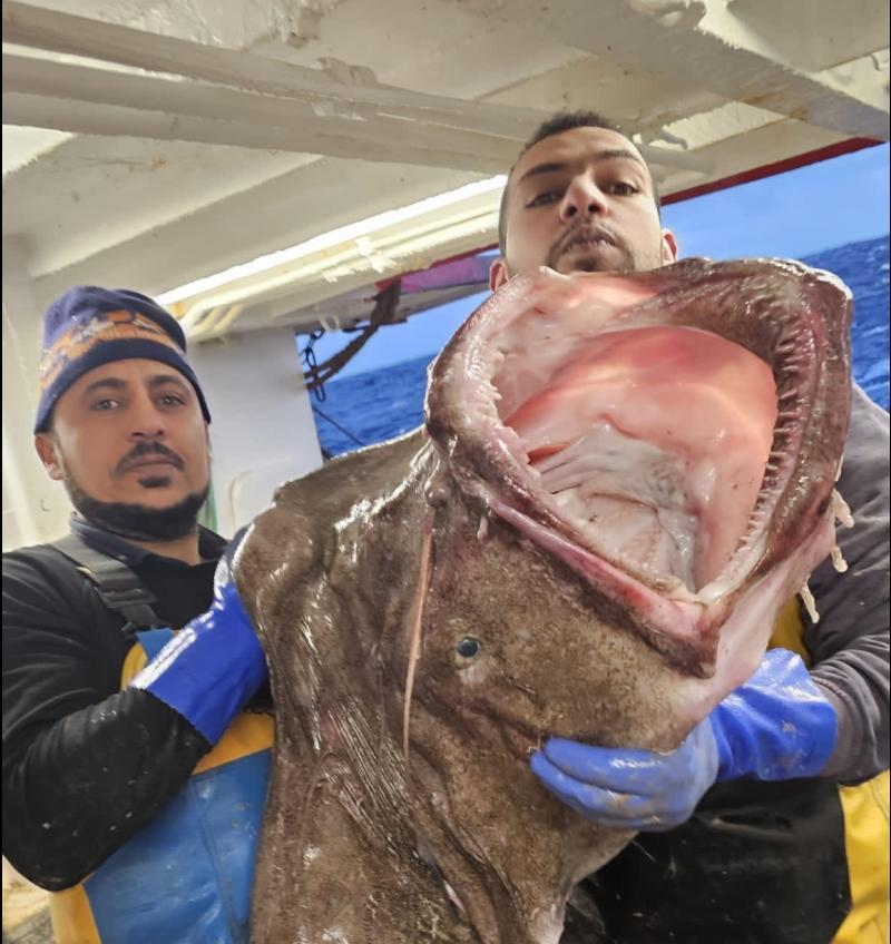 PICTURES: 'Monster Monkfish' caught off West Coast comes to Limerick store 