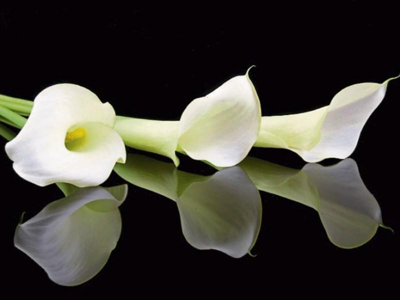 Deaths in Limerick- June 30 2018