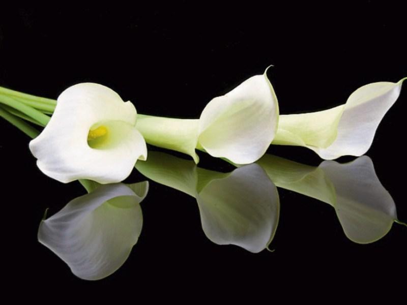 Deaths in Limerick- July 2, 2018