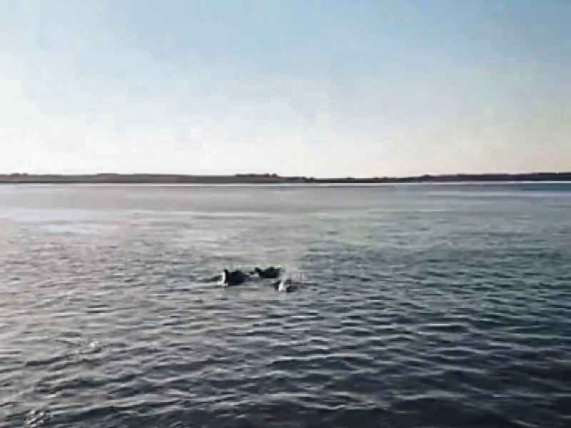 A recent sighting of dolphins of Kilteery Pier in Loughill