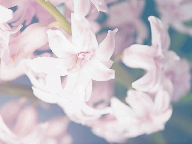 Deaths in Limerick - July 12, 2018