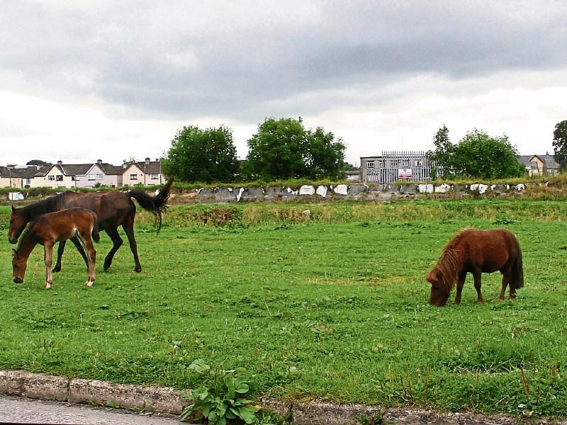 Sinn Féin councillor Seighin Ó Ceallaigh has called for action on horse welfare in Limerick