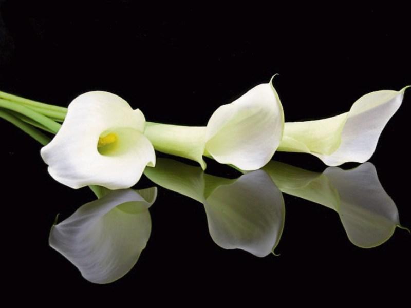 Deaths in Limerick - July 20, 2018