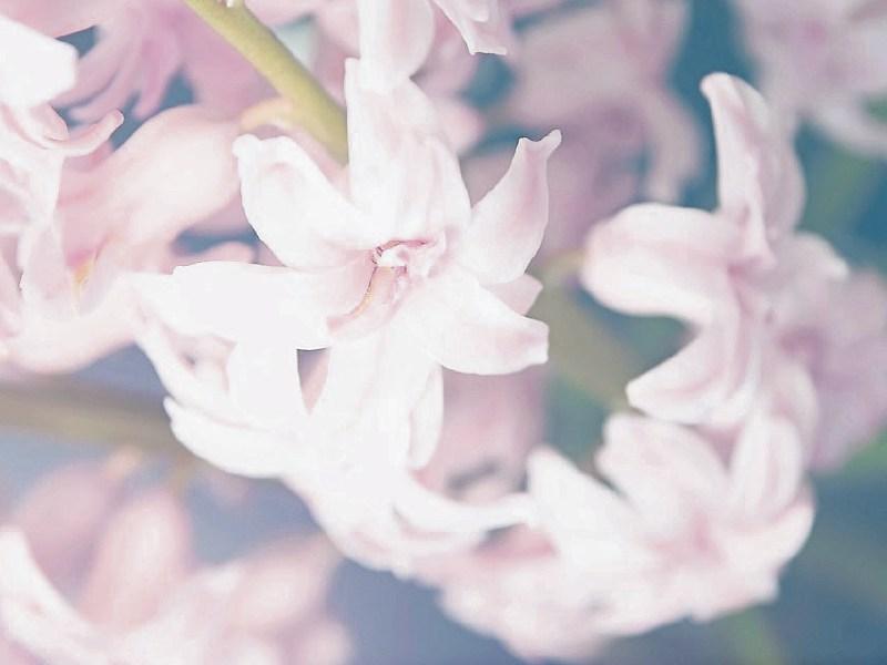 Deaths in Limerick - July 24, 2018