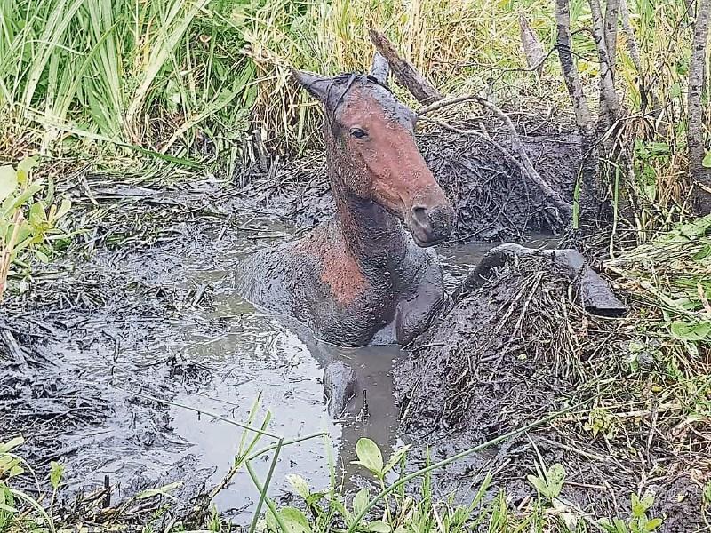 Horse rescued by local volunteers after falling into mud pond in Limerick