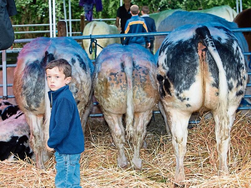 Darragh O’Doherty with some Belgium Blue cattle Picture: Liam Burke/Press 22