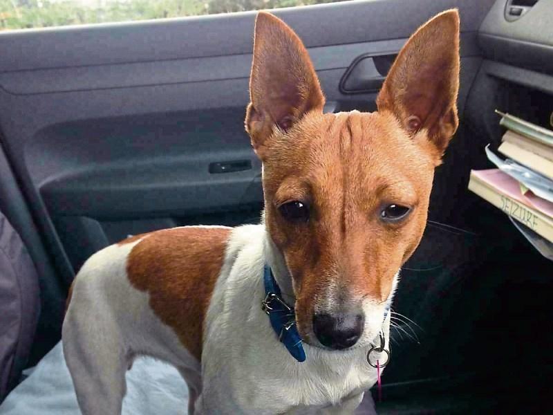 Tiny: A family has offered a substantial reward for the return of the much loved pet