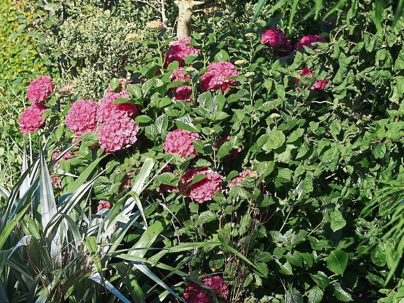 Gardening: How to grow and prune hydrangea