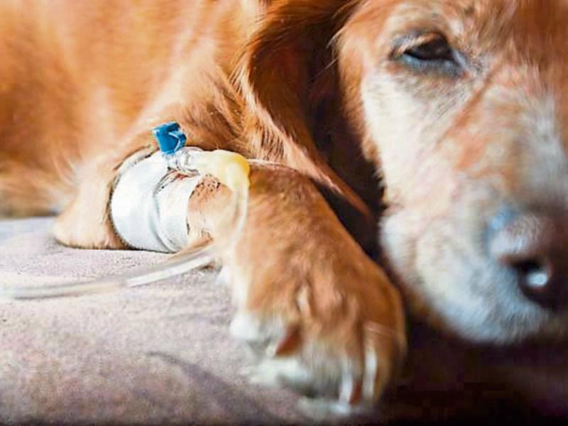 Outbreak of deadly parvovirus in Limerick city
