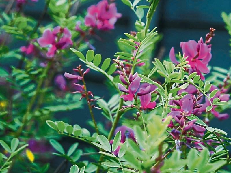 Gardening: Adding colour in early autumn Garden favourites that