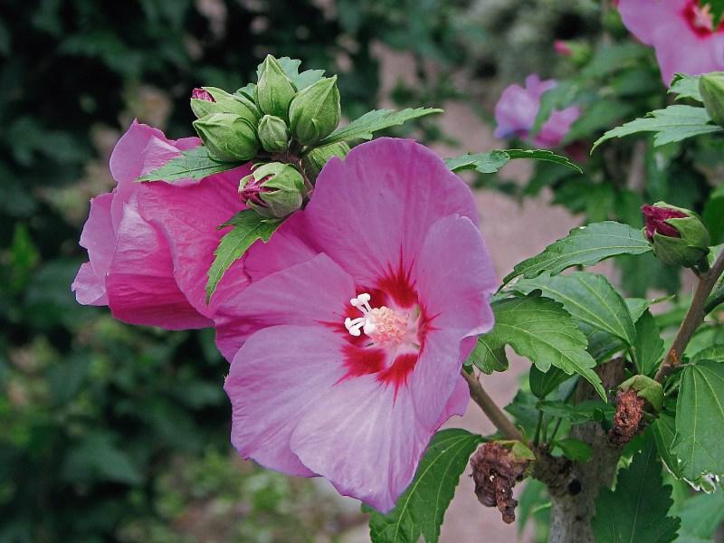 Gardening: Hibiscus giving late colour to the garden