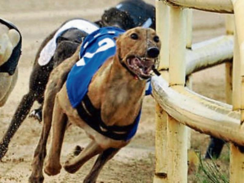 Limerick dogs Clonbrien Hero and Slippy Cian in Irish Greyhound Derby Final