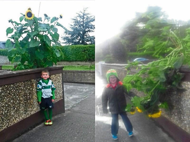 Storm damage: Jayden Slattery with the sunflower before and after the towering plant was cut down to size by wind this week