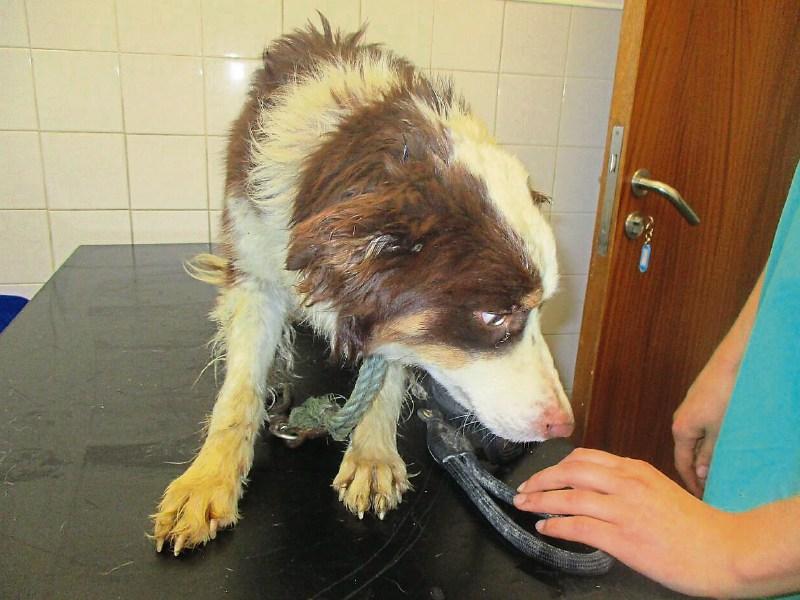 Limerick farmer fined after admitting animal cruelty offences