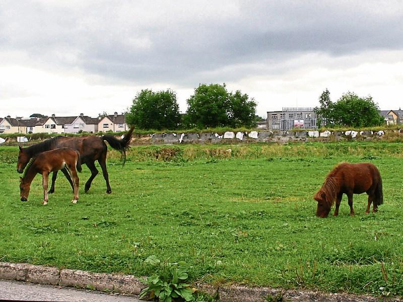 164 horses have been impounded since January