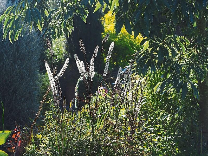 Gardening: Natural addition to ward off bugs insect repellent