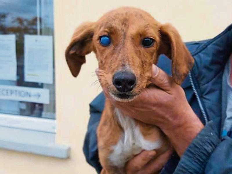 Public raises €1,000 for abandoned blind puppy rescued by Limerick Animal Welfare
