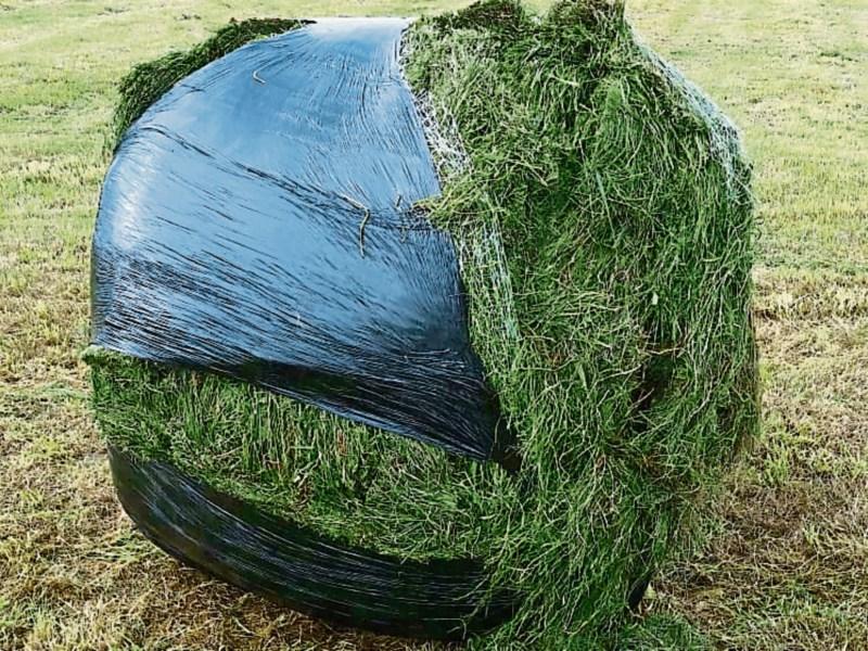 One of the damaged silage bales