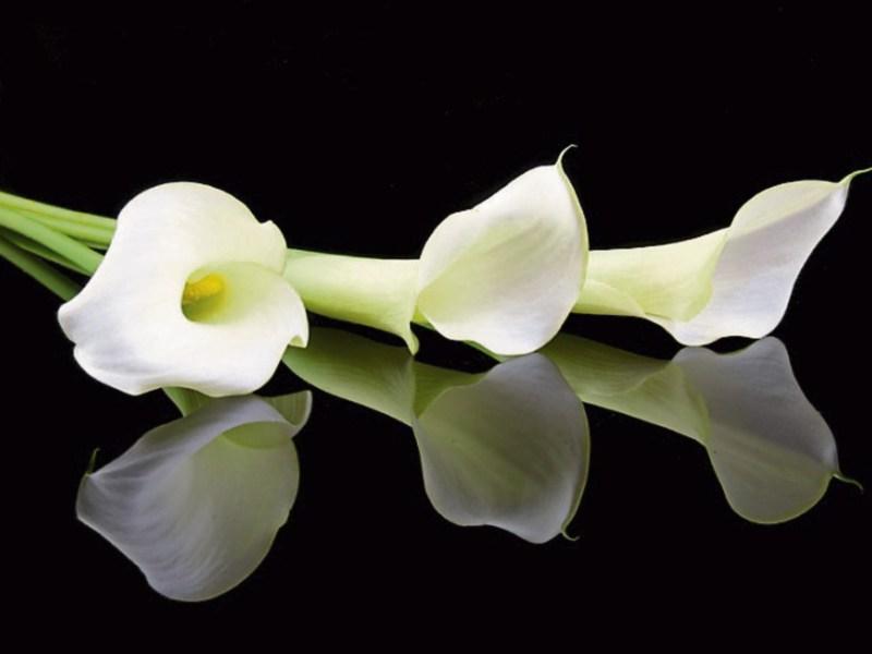 University of Limerick to open book of condolences following death of garda