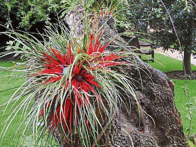 Gardening: Getting ready for the frosty weather
